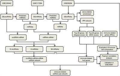 Integrated Analysis of Immune-Related circRNA-miRNA-mRNA Regulatory Network in Ischemic Stroke